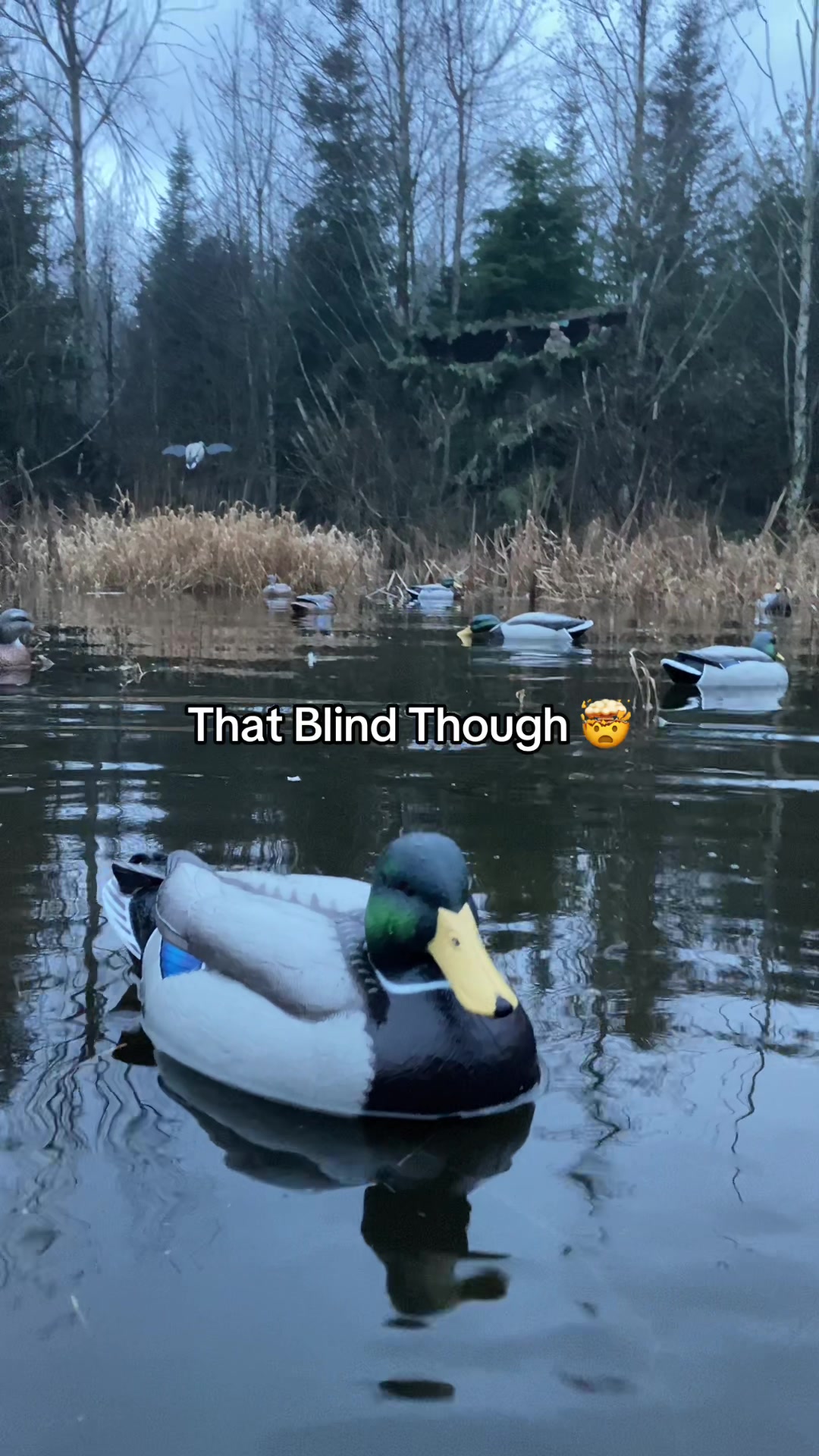 TikTok post by @matt.judy for Dive Bomb Industries. Caption reads: @Dive Bomb Industries F1 mallards below the mega....