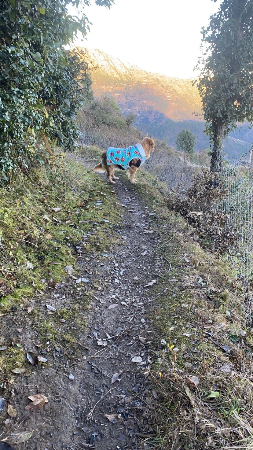 Instagram post by @pawsandwheeels for Barked by 9GAG. Caption reads: दिल भी गुस्ताख हो चला था बहुत, शुक्र है की यार ही....