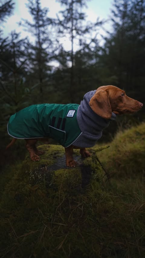 Instagram post by @wandering_with_the_downeys for Voyagers K9 Apparel. Caption reads: [...] moody forest walk! 🌲 Featuring....