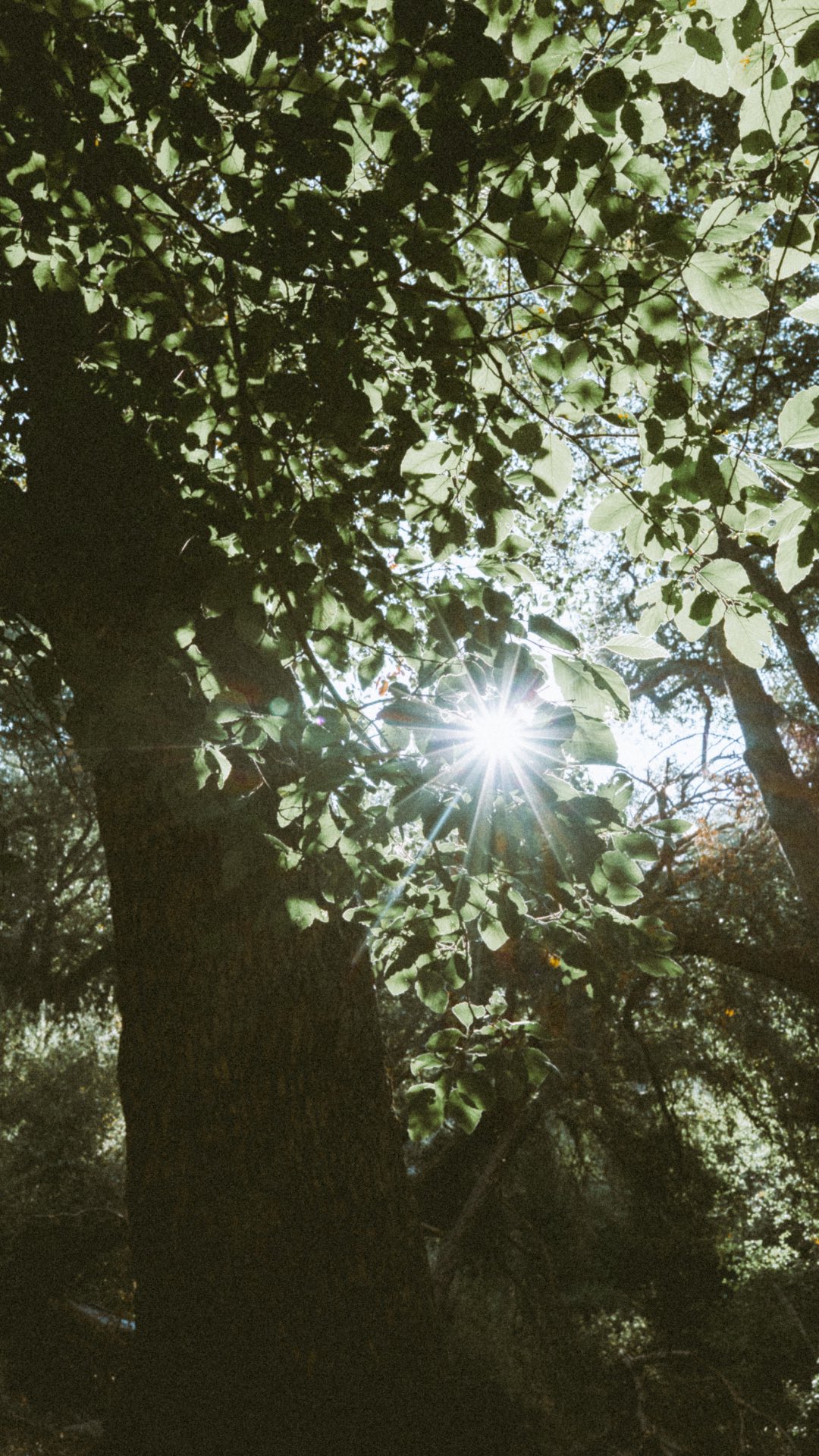 Instagram post by @owenbjackson for VIVOBAREFOOT. Caption reads: Stop your scroll, and just listen 🌿
 
The quiet....