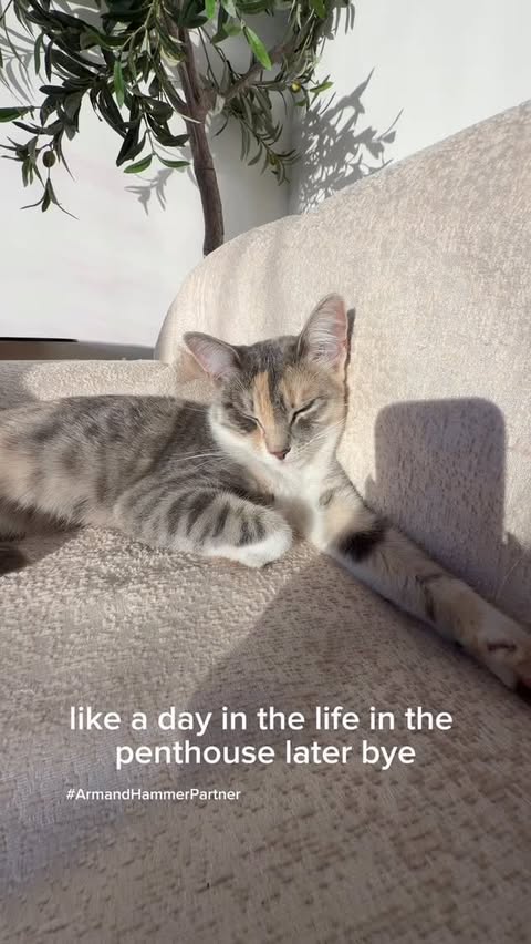 Instagram post by @jenntran for ARM and HAMMER. Caption reads: Penny loves @armandhammercat Plant Power litter....