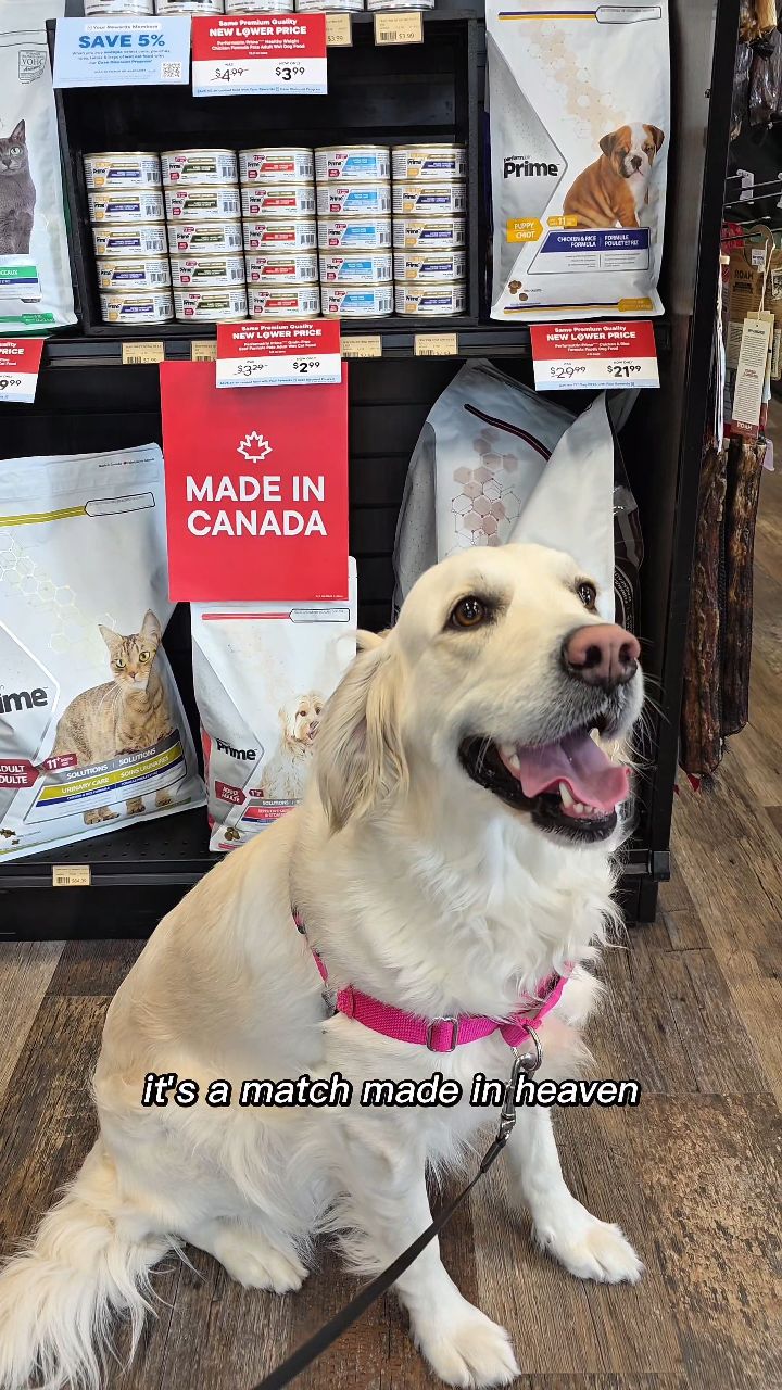 Instagram post by @maxithecream for Pet Valu. Caption reads: First stop at @petvalu to shop local! 🍁 Pet Valu....