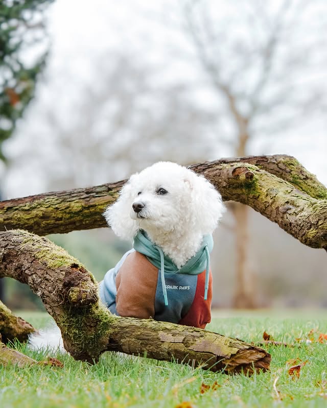 Instagram post by @lifeofapoochon for Spark Paws. Caption reads: [...] 𝙩𝙝𝙞𝙨 𝙬𝙚𝙖𝙩𝙝𝙚𝙧? ☁️ - - [OOTD:....