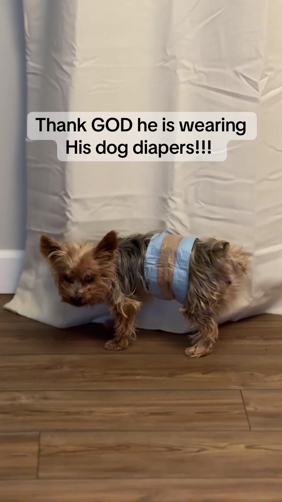 TikTok post by @kristas.kreations for HoneyCarePet. Caption reads: My senior Yorkie has accidents in the house all....