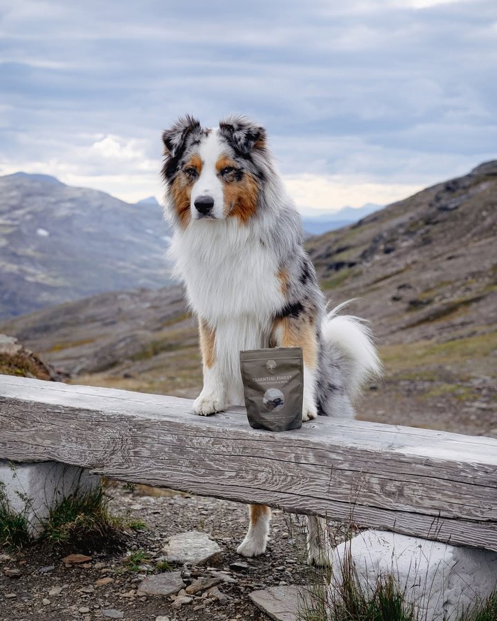 Instagram post by @life.of.bruce.the.aussie for ESSENTIAL FOODS. Caption reads: When you set up a pop-up store on the mountain,....