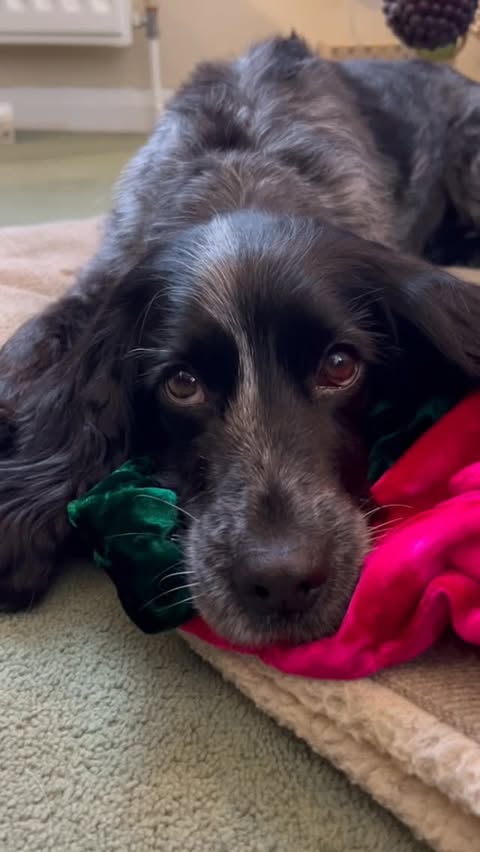 Instagram post by @dollythehearingdog for YuMOVE. Caption reads: [...] is bursting with joy, treats, and YuMOVE....