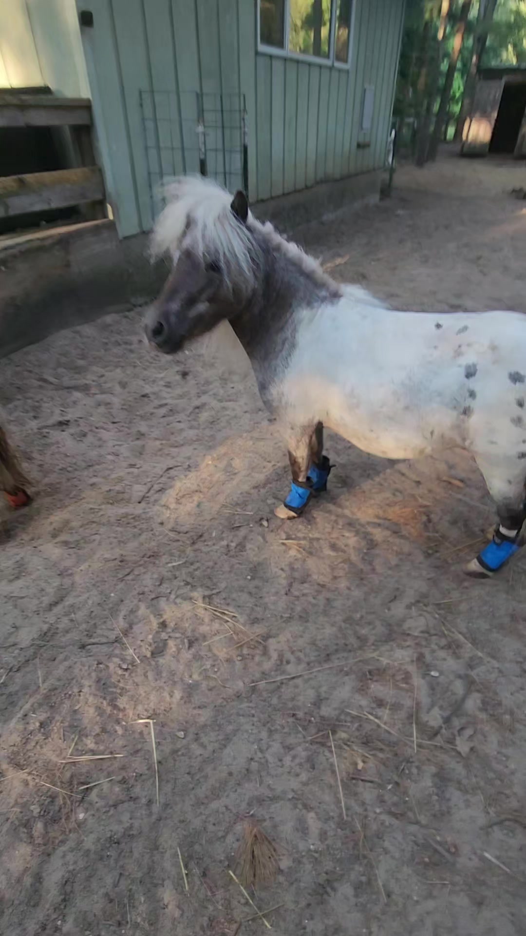 TikTok post by @minihorsemomandtrainer for SleekEZ. Caption reads: [...] ✋️ down best shedding tool on the most.....