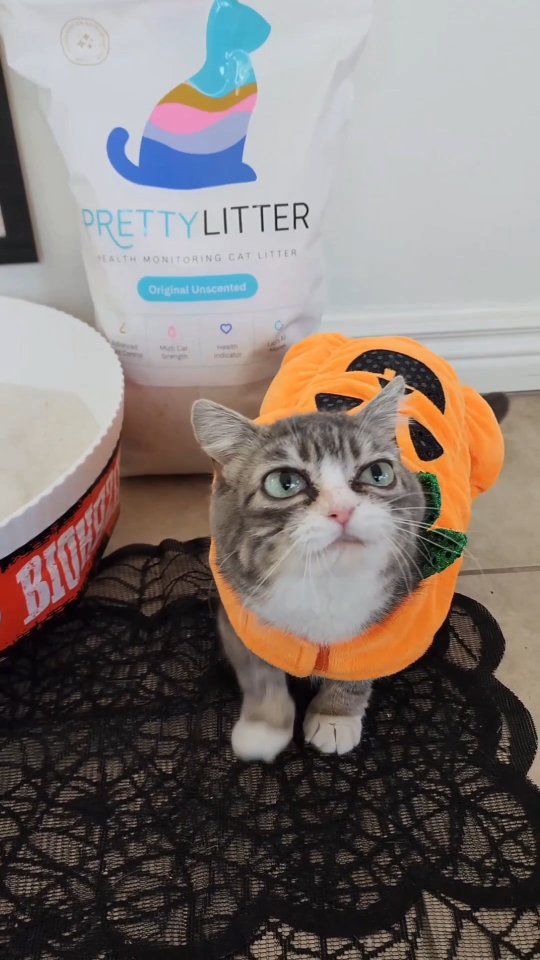 Instagram post by @winkythedwarfcat for PrettyLitter. Caption reads: Winky’s been lying low after a little vet....