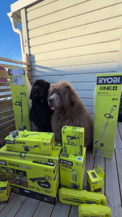 Instagram post by @teddythenewfie_swe_ for RYOBI Tools USA. Caption reads: Getting ready for the summer with @ryobisverige....