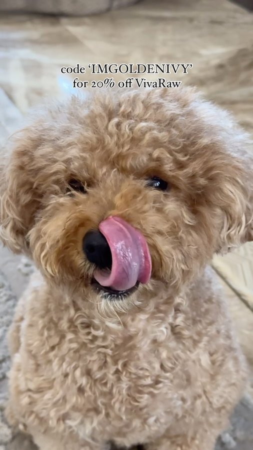 Instagram post by @imgoldenivy for Viva Raw. Caption reads: [...] health as feeding raw has 🥩🐶 we love....