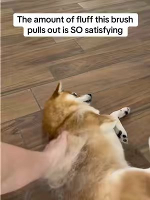 TikTok post by @flockofshibas for SleekEZ. Caption reads: That fresh-brushed feeling @SleekEZ USA #shedding....