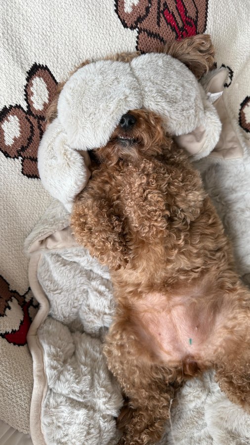 Instagram post by @jesscostantino for Chobani. Caption reads: it was only sold out forever!!! so yummy....