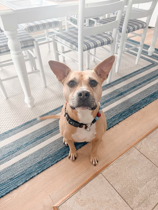 Instagram post by @murphythephillypit for Fi. Caption reads: [...] now so we can go to the beach?? . . .....