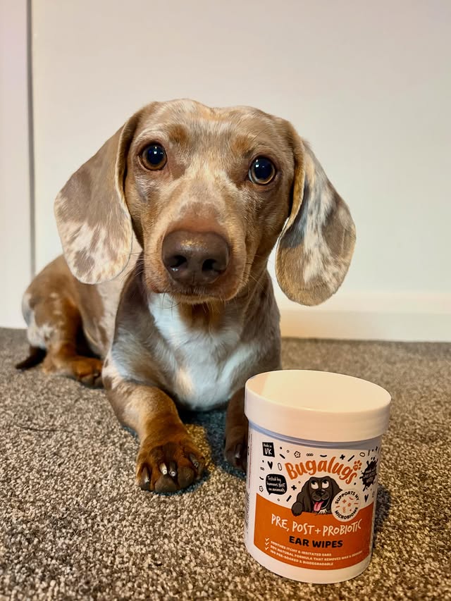 Instagram post by @milo_theminiature_dachshund for Bugalugs Pet Care. Caption reads: [...] 𝗲𝗮𝗿 𝘄𝗶𝗽𝗲𝘀 𝗳𝗿𝗼𝗺 @bugalugspetcare....