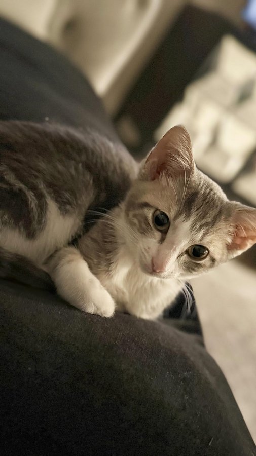 Instagram post by @dilekai.creator for Amazon Pets. Caption reads: #ad Your Exclusive Discount Awaits! 🐾
Treat your....