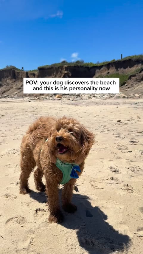 Instagram post by @woofitsgeorge for Chewy. Caption reads: #ChewyPartner ever since getting our beach [...].
