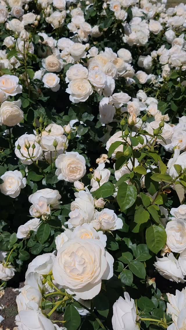 Instagram post by @hnnh_ngyn for Larsson & Jennings. Caption reads: Rose garden frolicking with @larssonjennings
🔗....