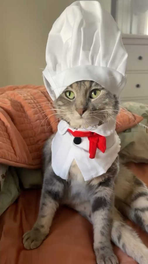 Instagram post by @emiliexfosters for ACANA Petfoods. Caption reads: #ad Chef Lua is here to try @acanapetfood’s new....