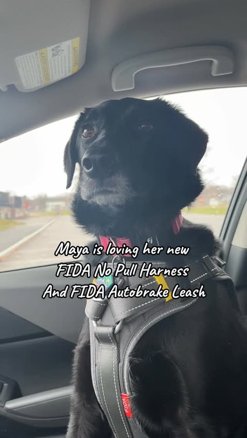 Instagram post by @pawsup4treats for FidaPet. Caption reads: Maya is loving her new FIDA No Pull Harness +....