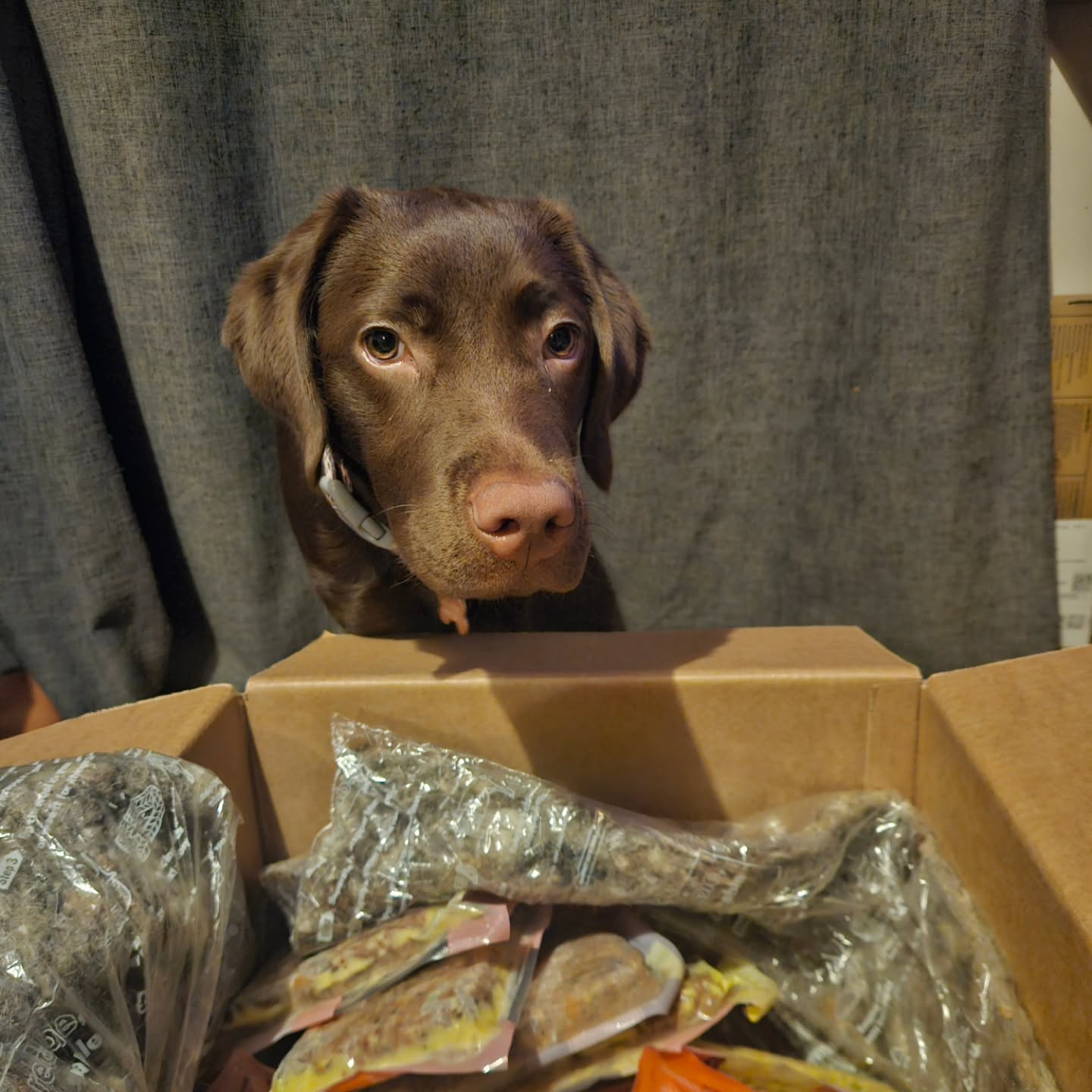 Instagram post by @ameliabutextra for Butternut Box. Caption reads: 6 months on and Butternut Box is still her....