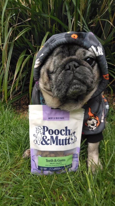 Instagram post by @lilrascalpug for Spark Paws. Caption reads: [...] Gifted] 🖤 . 🖤 Rock Roll Hoodie....