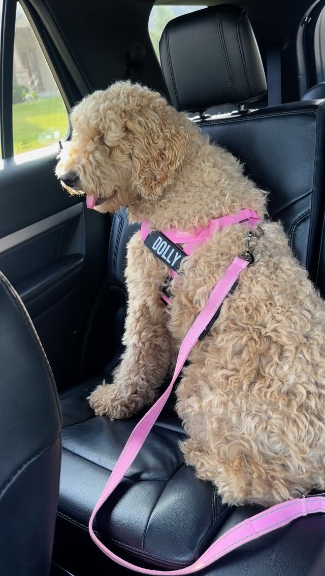 Instagram post by @erinsjourney_123 for Dog Friendly Co. Caption reads: [...]  Comment DOLLY for shopping link.....