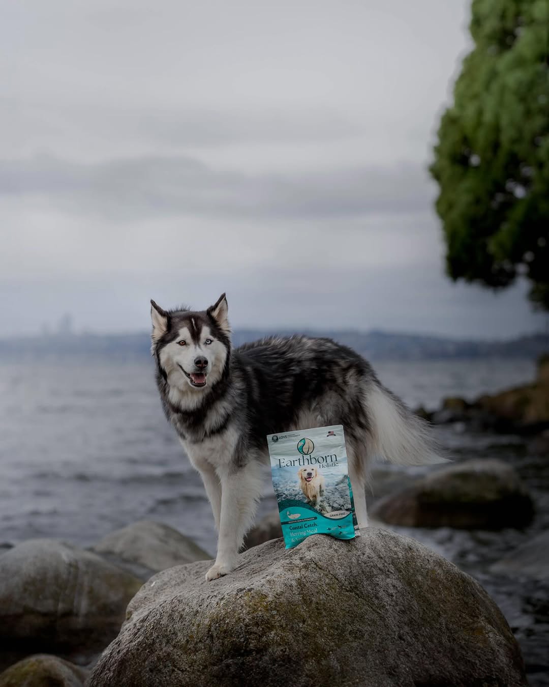 Instagram post by @enzoroams for Earthborn Holistic Pet Food. Caption reads: let’s create a lasting impact. | AD
⠀⠀⠀⠀⠀⠀⠀⠀⠀
For....