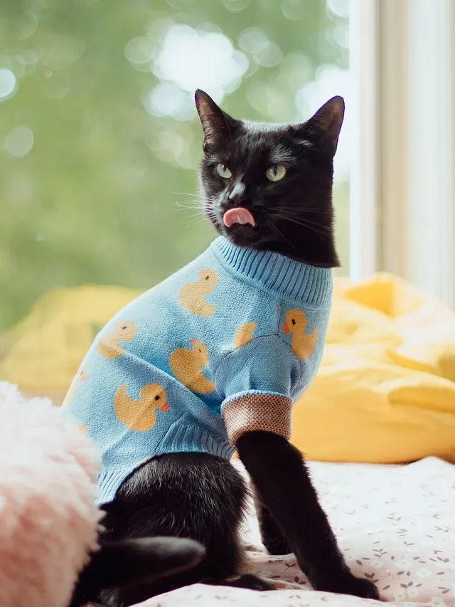 Instagram post by @purrfectly.amber for Fitwarm. Caption reads: [...] baths please. 😸

Product provided by....