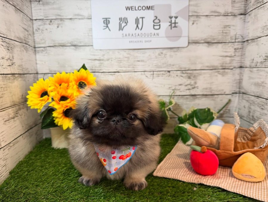 Instagram post by @__sarasadodan for monchéri. Caption reads: ⁡ ⁡ ⁡ @moncheri.dog さんよりかわいいかわいい....