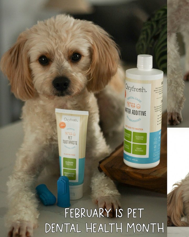 Instagram post by @kylo.the.pomapoo for Oxyfresh. Caption reads: February is Pet Dental Health Month!

did you know....