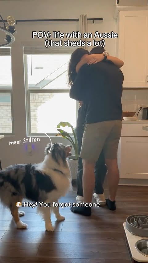 Instagram post by @stiltontheaussie for Oneisall. Caption reads: [...] and somehow always in the air 💨🐕 |....