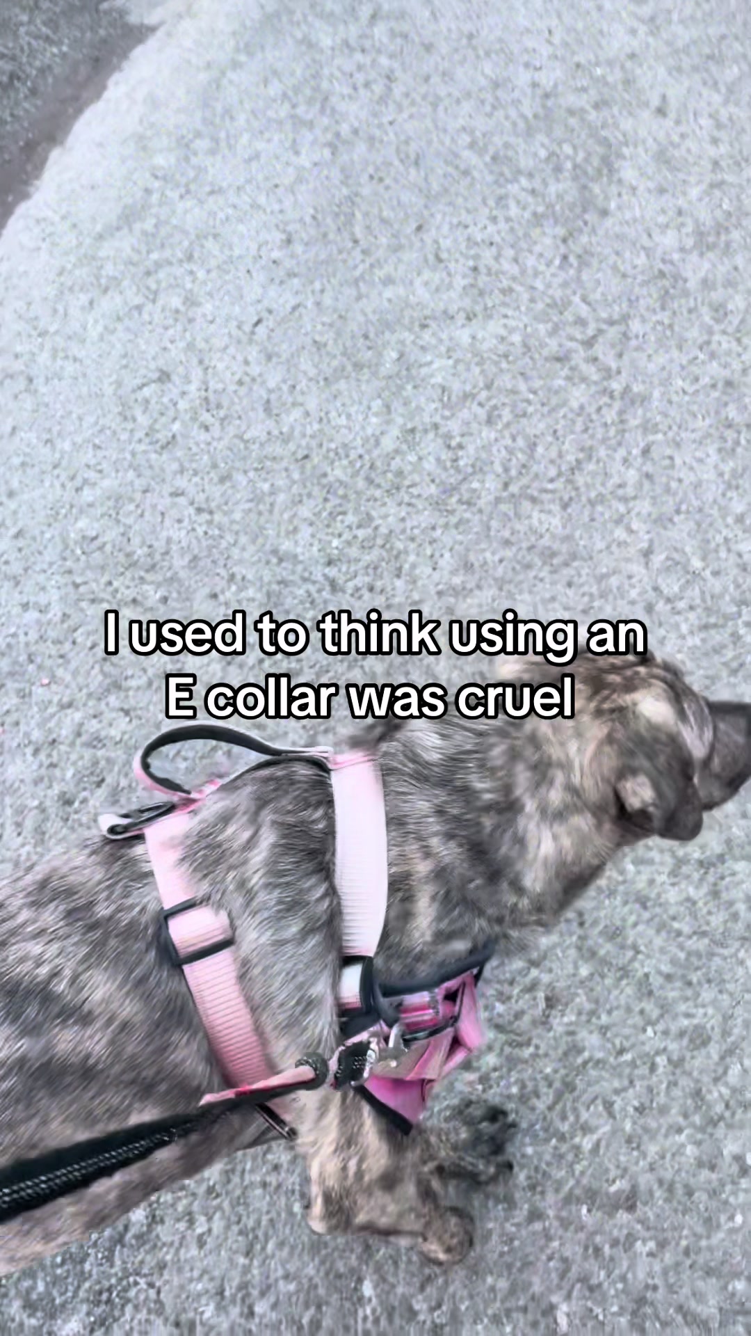 TikTok post by @trailer.treasure for Jugbow. Caption reads: My dog is a big girl and I don’t have the money to....