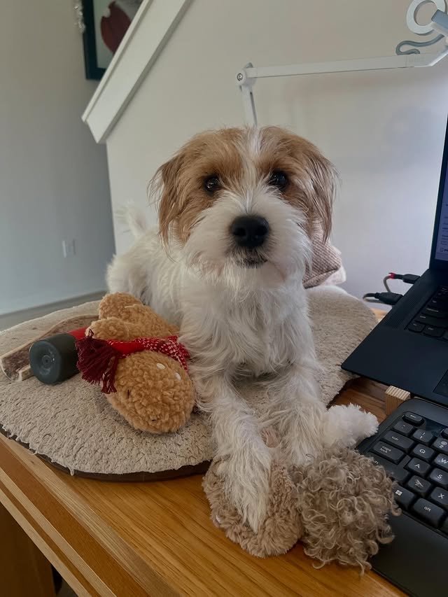 Instagram post by @montyandpennytheparsons for Lambwolf. Caption reads: [...] purposes! I’ve got my new toys from....