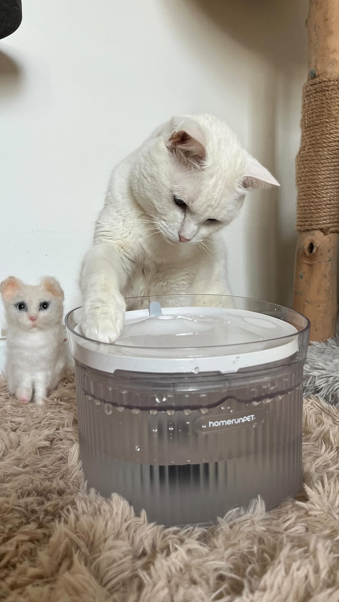 Instagram post by @mozzarellina_la_tremendina_ for HomeRunPet. Caption reads: Ciao a tutti, oggi vi presento la mia nuova....