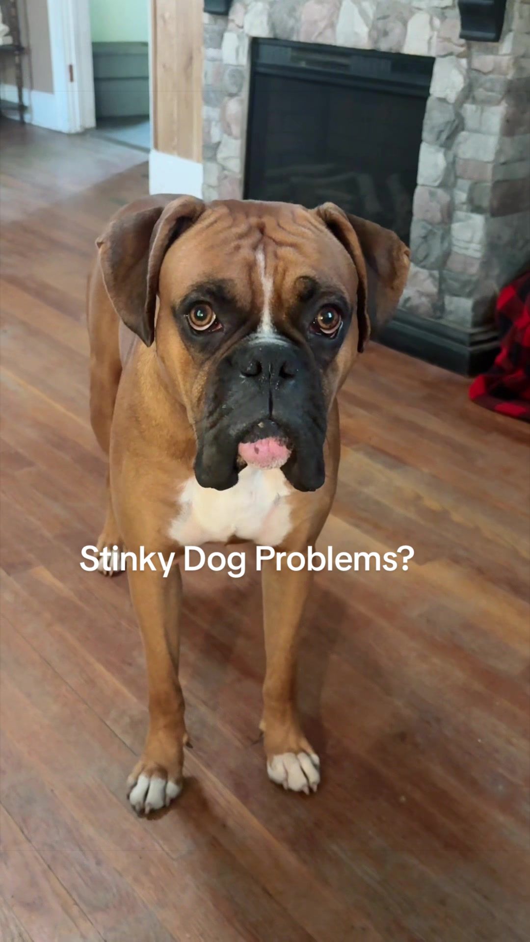 TikTok post by @kimberligray79 for Hapwag Pets. Caption reads: @HAPWAG PETS probiotic chews, because HankDouglas’....