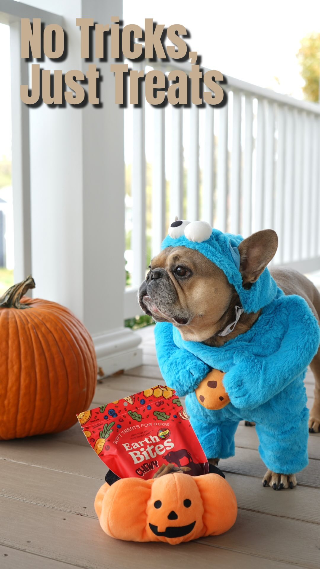 Instagram post by @tungstenfrenchie for Earthborn Holistic Pet Food. Caption reads: Did someone say treats?! 👀🎃🐾 #ad

Tungsten....