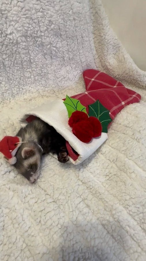 Instagram post by @hikingferret for Oxbow Animal Health. Caption reads: Jesses holiday gift guide, sponsored by....