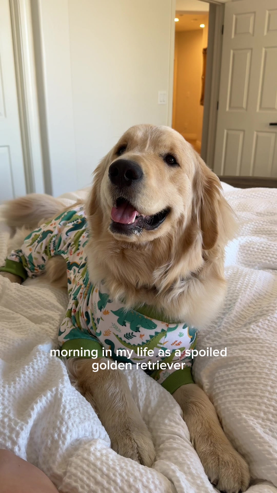 TikTok post by @brewthegoldenn for Chewy. Caption reads: [...] I eat to stay handsome year round! 😋💙....