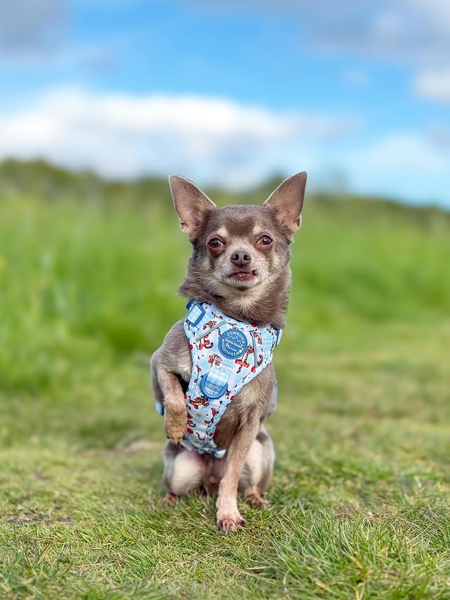 Instagram post by @thechihuahua_squad for Pawsome Paws Boutique. Caption reads: [...] Heatwave 💙 OOTD- Tigger💙....