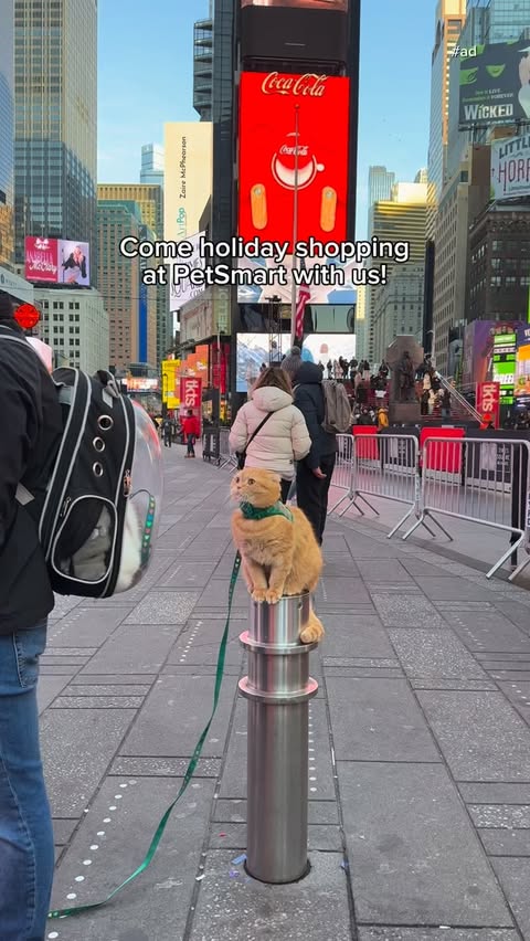 Instagram post by @spongecake_thescottishfold for PetSmart. Caption reads: Cats are family and deserve their own holiday....