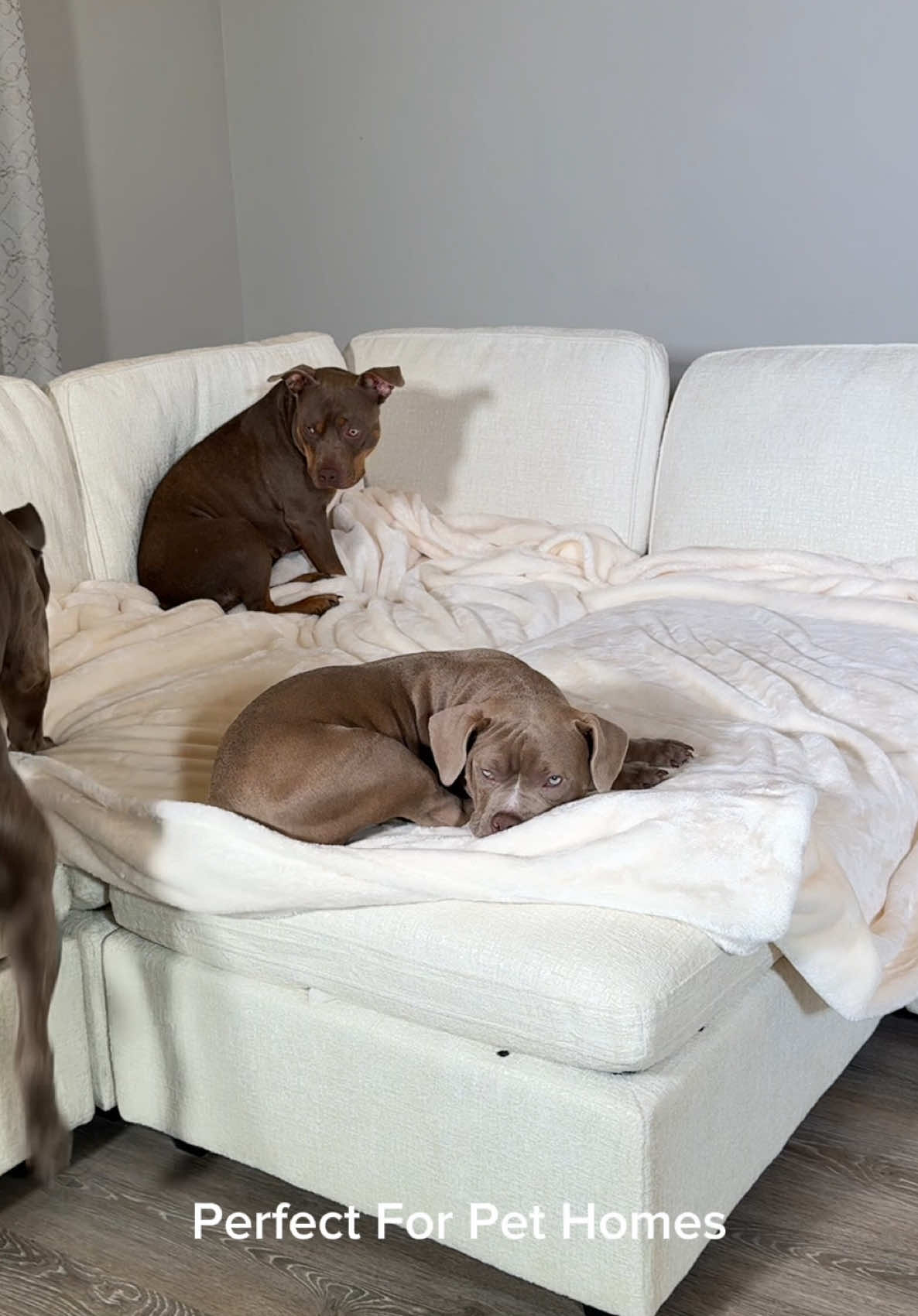 TikTok post by @reignstormpit for Belffin. Caption reads: Oversized ✅  Washable Covers ✅  Comfy ✅ ....