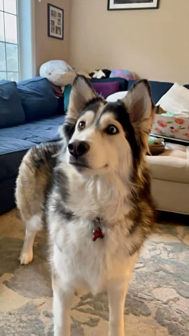 Instagram post by @penelopii.pirouettes for Budweiser. Caption reads: i absolutely love this @budweiser #commercial it’s....