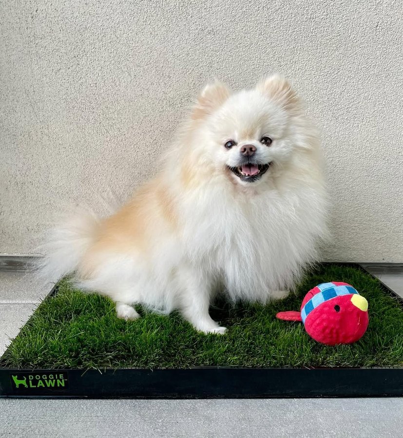 Instagram post by @snow_baby_pom for Doggielawn. Caption reads: Thank you @doggielawn for the real grass pee pad,....