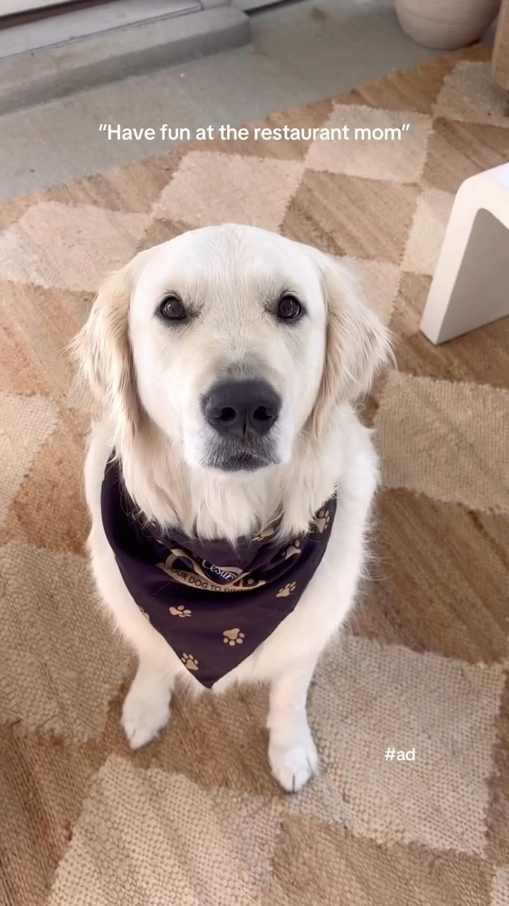 Instagram post by @sidneymarieduke for Cesar Italia. Caption reads: #ad Dog friendly dining dreams coming true! 🐶🫶🏼....