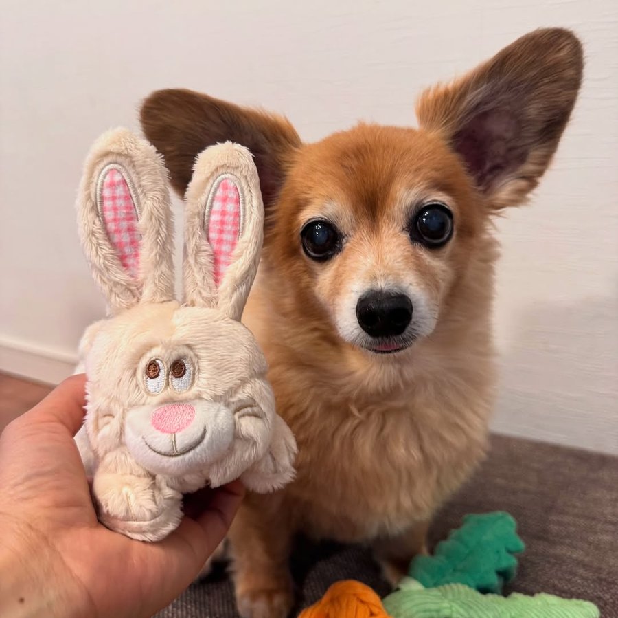 Instagram post by @kitsune_inu for Doggy Box. Caption reads: 🐰💓Rabbit Family Luncheon🐰💓
@doggybox_jp 
Which....
