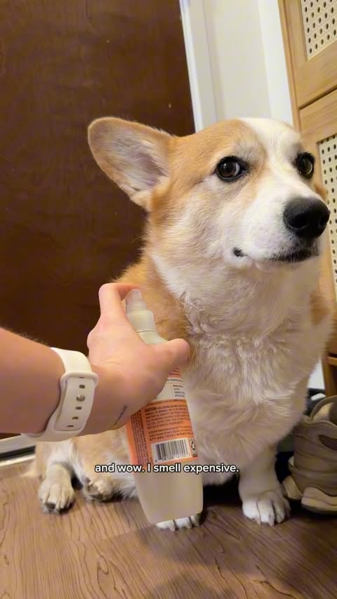 Instagram post by @conor.corgi for Mrs. Meyer's Clean Day. Caption reads: [...] fall reset. 🍂🐾 A fresh bath with....