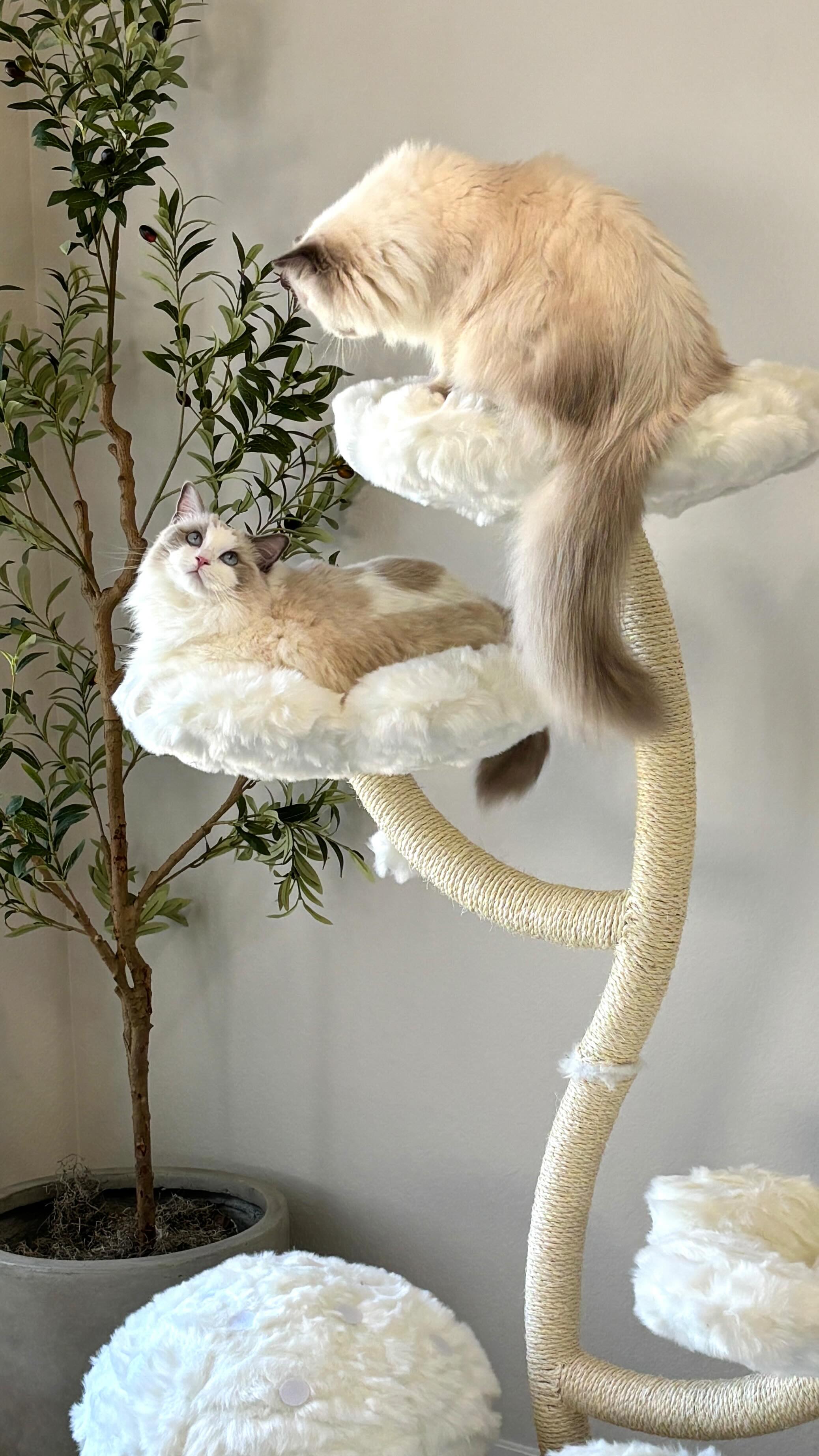 Instagram post by @pukakittycat for KBSPETS. Caption reads: The cutest micromanagers 😻😹 Thank you @kbspets!....