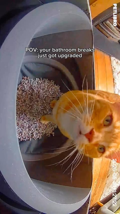 Instagram post by @dextheorangecat for PETLIBRO. Caption reads: [...] levelled up his bathroom game with the....