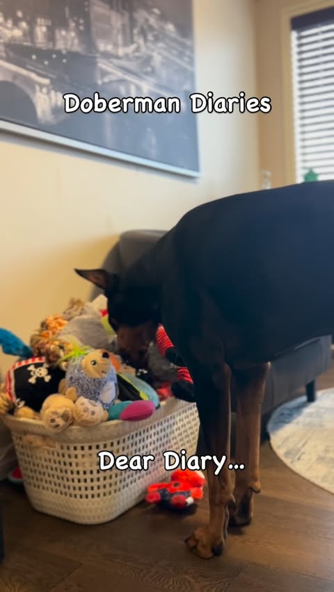 Instagram post by @arlo.dobermann for Cheerble. Caption reads: #ad Arlo has officially declared Cheerble’s Wicked....