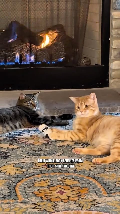 Instagram post by @dr.terrellpetvet for NaturVet. Caption reads: [...] feeling their best every single day.....